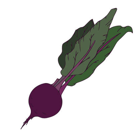 Beet root, purple beet with green leaves. Hand drawing. Vector illustration of vegetables. Summer...
