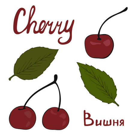 Two ripe red cherries with leaves. Hand signed. Vector illustration isolated on white. Summer season