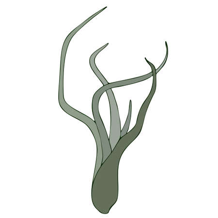 Aerial exotic plant Tillandsia Caput Medusae, vector illustration. Isolated over white background. Hand drawnのイラスト素材
