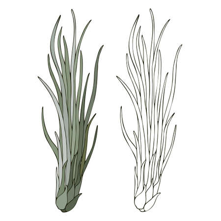 Aerial exotic plant Tillandsia Juncea, vector illustration. Drawn by hand. Isolated over white background.のイラスト素材