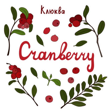 Set of color images of ripe red cranberries with leaves, hand signed. Vector illustration. Isolated objects on a white. Summer seasonのイラスト素材