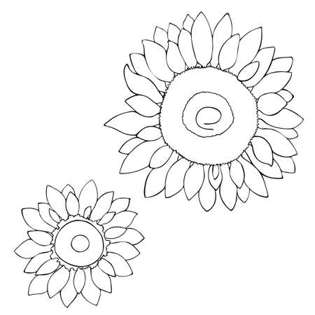 Doodle style of Sunflower flowers. Freehand drawing. Summer season. Vector illustration isolated on white background.のイラスト素材