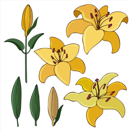 Collection image of flowers and buds of yellow lilies. Vector illustration colored in flat style. Floral Design Element for Wedding Invitations, Wrappers, Greeting Cards.のイラスト素材