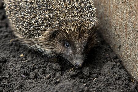 Close-up portrait of a beautiful hedgehog. A wild animal in the gardenの写真素材