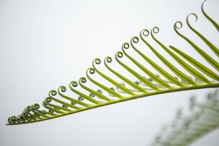 beautiful leaf plants with curls on white background and copy space for textの写真素材