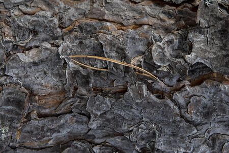 The texture of the trunk and tree bark closeup. Natural materialの写真素材