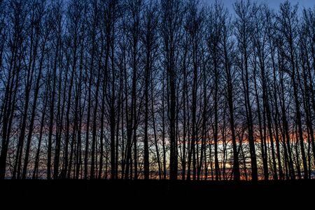 beautiful sunset in the backdrop of the slender trees. Background and texture with soft focusの写真素材