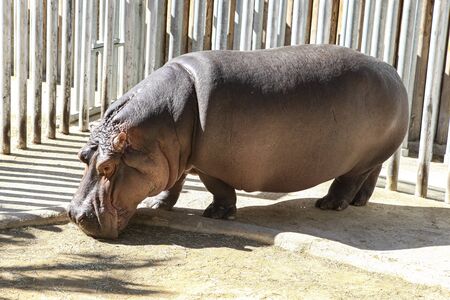 portrait of a hippopotamus at the zoo. Beautiful prehistoric animalの写真素材