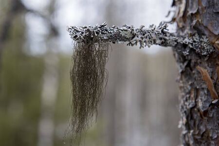 Lichen Usnea moss growing on the branch of Karelian birch. Unusual natural phenomenonの写真素材