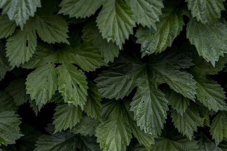 Green hops braid the fence. Vegetation in urban gardenの写真素材