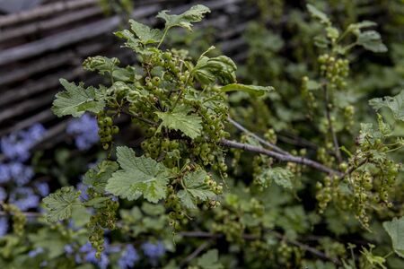 branches with young green red currants. Homework for the winterの写真素材