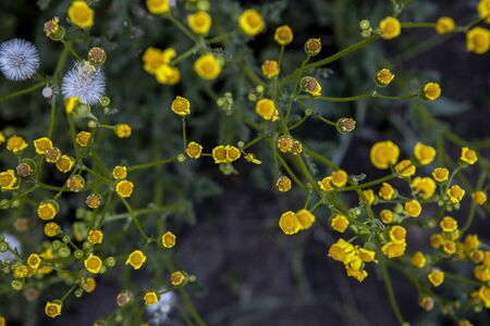 The small yellow flowers. Background with wild plantsの写真素材