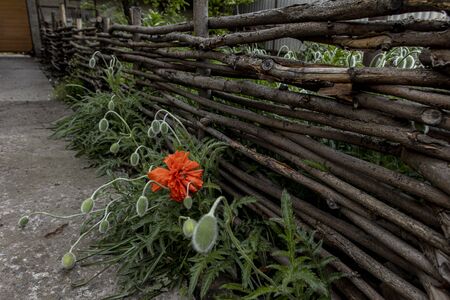 Red poppy blooms near the fence of branches. Flora in the home gardenの写真素材