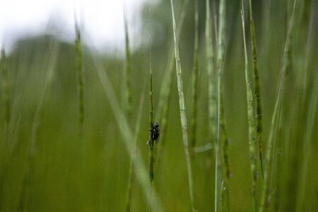 a small insect sitting on a blade of grass in the field