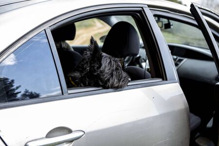dog sitting on the backseat of the car. Travel with your petの写真素材
