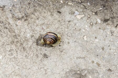 beautiful grape snail crawling on the ground along the leafの写真素材