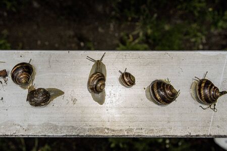 a few snails sitting on the metal surface after rainの写真素材