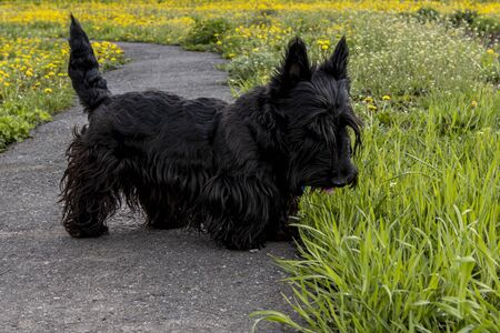 Puppy Scottish Terrier walks on a trail in the grassの写真素材