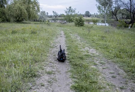 Puppy Scottish Terrier walks on a trail in the grassの写真素材