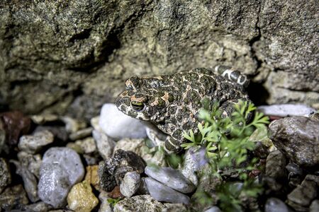 Spotted rain frog close-up on the rocks in the yard