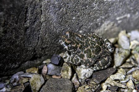 Spotted rain frog close-up on the rocks in the yard