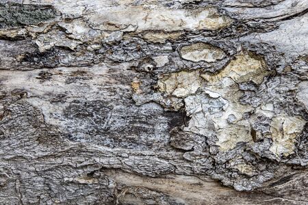 texture and background of the bark of an old tree closeupの写真素材