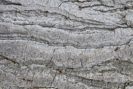 texture and background of the bark of an old tree closeupの写真素材