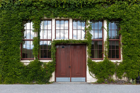 Entrance to a house covered with green ivy, close up
