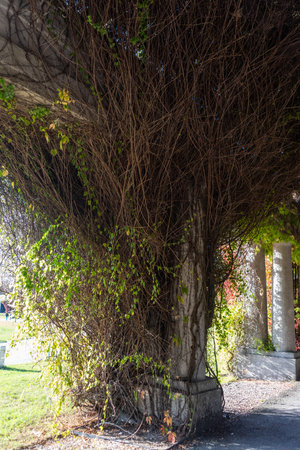 A vertical shot of a tree covered with ivy in the parkの写真素材
