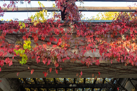 Autumn leaves of wild grapes on the old bridge. Autumn backgroundの写真素材