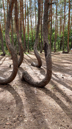 Pine trees in a pine forest in summer, Czech Republic.の写真素材