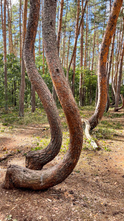 Pine tree trunks in the forest. Beautiful summer landscape.の写真素材
