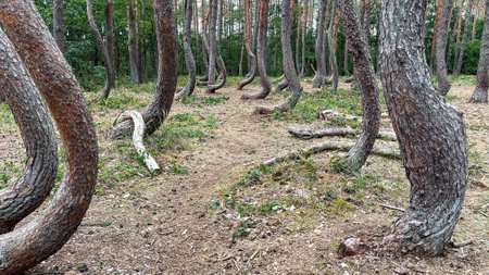 Pine trees in the forest. Beautiful landscape of the forest.の写真素材