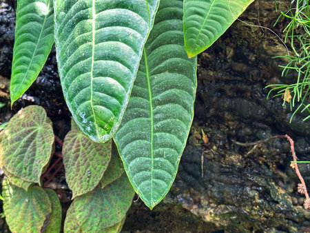 Leaves of a plant in a botanical garden, Thailand.
