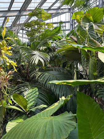 Tropical plants in a large greenhouse in the Netherlands, Europeの写真素材