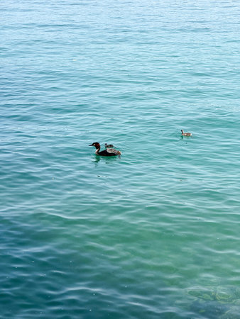 Two ducks swimming in the turquoise water of Lake Gardaの写真素材