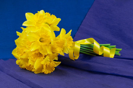Bucket of narcissus flowers with yellow ribbon on blue-purple backgroundの写真素材