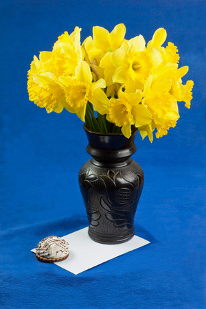 Bucket of narcissus flowers in the black vase and an envelope on blue background with marshmallowの写真素材