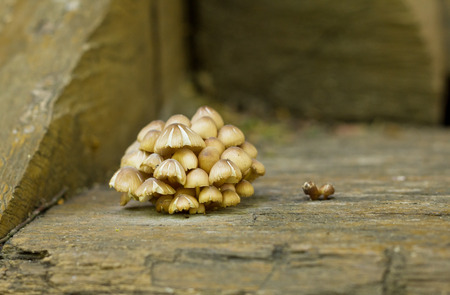 Brown mushrooms on wooden backgroundの写真素材