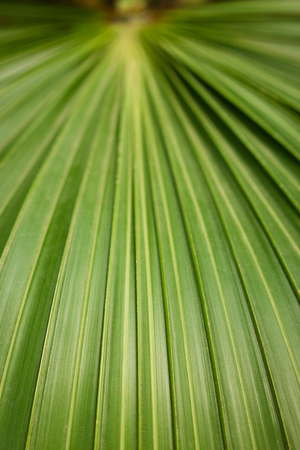 Berlin Botanic Garden, Germany. Green textured leaf of halopegia perrieri. Leaves background.