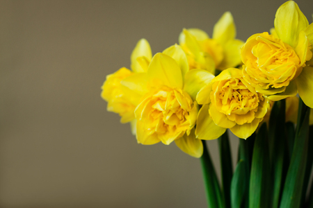 Spring theme. Easter or Mother's Day festive background. The bouquet of yellow narcissus flowers on pastel background. Close up. Copy space for text.の写真素材