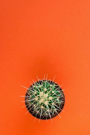 Small green cactus in orange pot on orange background. Copy space for text. View from above.の写真素材