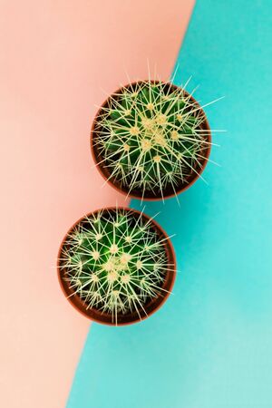 Two small green cactus in orange pot on pink and blue background. Copy space for text. View from above.の写真素材
