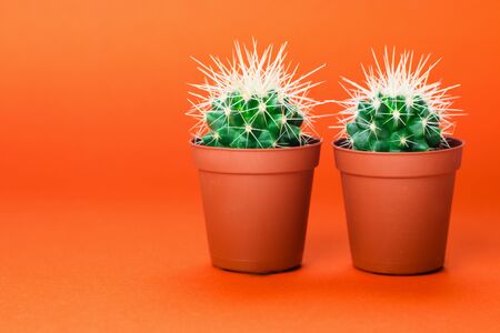 Two small green cactus in orange pot on orange background. Copy space for text.の写真素材