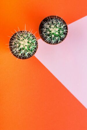 Two small green cactus in orange pot on orange and pink background. View from above. Copy space for text.の写真素材