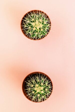 Two small green cactus in orange pot on pink background. View from above. Copy space for text.の写真素材