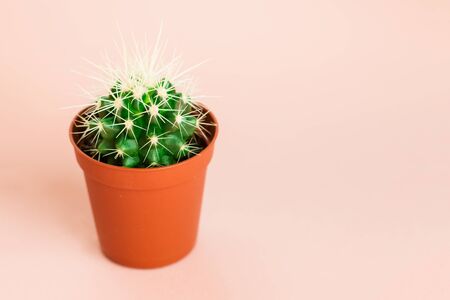 Small green cactus in orange pot on pink background. Copy space for text.の写真素材