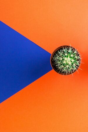 Small green cactus in orange pot on orange and purple background. View from above. Copy space for text.の写真素材
