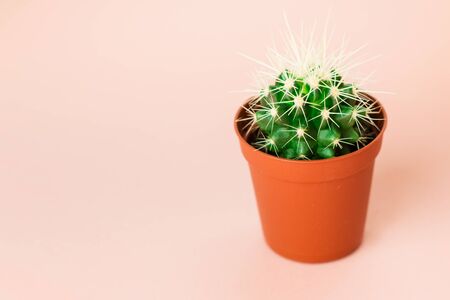Small green cactus in orange pot on pink background. Copy space for text.の写真素材
