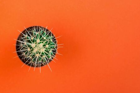 Small green cactus in orange pot on orange background. Copy space for text. View from above.の写真素材